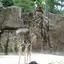 A giraffe standing in a cage at a zoo..jpg